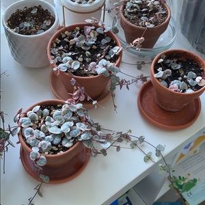 Variegated string of hearts